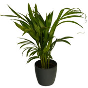 Palmeira Areca + Cachep Antracite